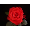 Roses - Valentine